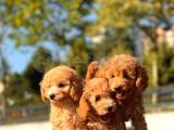 TOY POODLE YAVRULAR