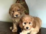 ORJİNAL MUHTEŞEM RENKLERDE TOY POODLE ERKEK YAVRULARIMIZ