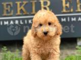 SAFKAN TOY POODLE YAVRULAR