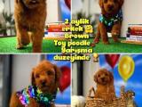 Orjinal renk Red Brown Safkan Toy poodle oğlumuz Pody