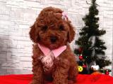 TOY POODLE IRKININ EN İYİSİ 