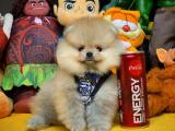 Yarışma Düzeyi Teacup Boy Pomeranian Boo Oğlumuz