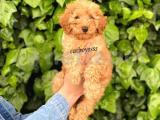 Koyu kayısı(dark) apricot toy poodle erkek yavru @catboyssss da