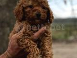 Toy Poodle Bebeklerimiz 