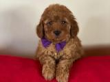 TOY POODLE YAVRULARIMIZ ORJİNAL SAFKAN