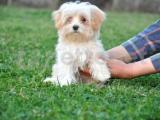 Minik  Maltipoo