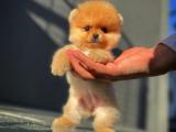 Şeker mi Şeker Pomeranian Boo yavrumuz