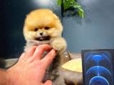 Gülen surat mini boy fizik yapısına sahip Pomeranian boo yavrumuz 
