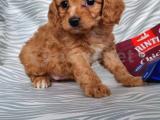 Cavapoo Yavru (Bursa Köpek Okulu)