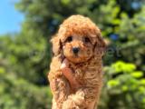 Sevimli Toy Poodle Yavrularımız 