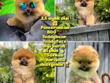 Güzel ötesi Safkan Ayı surat Teddybear Boo Pomeranian Kızımız Winy @yavrupatiler 