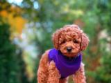 Mini boy red toy poodle yavrumuz