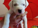 Safkan dogo argentino