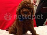 Red Brown Toy Poodle Yavrular 