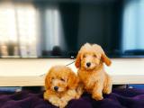 MUHTEŞEM TOY POODLE YAVRULARIMIZ