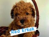 SAFKAN RED VE APRİCOT POODLE YAVRULARIMIZ 