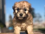 Orange phantom maltıpoo