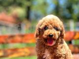 BEBEK SURAT TOY POODLE YAVRULAR 