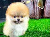 Ayı Surat Pomeranian Boo Yavrularımız 