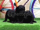 RESMİ ÜRETİCİDEN SİYAH TOY POODLE YAVRULAR