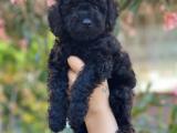 Black toy poodle yavrularımız