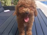 A KALİTE TOY POODLE YAVRULARIMİZ