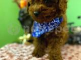 Orijinal Red brown toy poodle yavrular