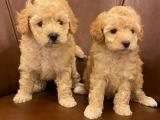 Kusursuz apricot toy poodle yavrularımız