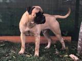 FCI Secereli , Line Breeding, Bullmastiff Yavrulari