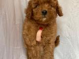 Red toy poodle dişi yavrumuz