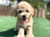 Bebek Surat Toy Poodle Yavrularimiz