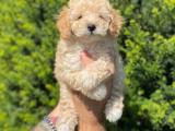 Sevimli apricot toy poodle yavrularımız