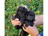 Siyah Toy Poodle