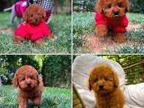 Mini boy red brown toy Poodle yavrumuz 