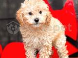 APRİCOT TOY POODLE BEBEKLER