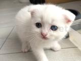 Bir açık mavi ve bir açık yeşil gözlü yavru kedisi