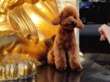 YETİŞKİN RED TOY POODLE YAVRUMUZ