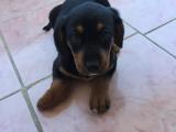 1.5 aylık doberman yavru