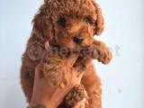 Dark brown Toy poodle 