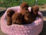 ORİJİNAL TOYPOODLE YAVRULARIMIZ GELMİŞTİR.