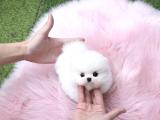 Irk ve sağlık garantili pomeranian boo yavrularımız