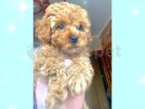 UYGUN TOY POODLE / MALTİPOO