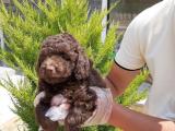 Çikolata toy Poodle yavrularımız ırk ve sağlık garantili