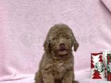 Güzelleri Güzeli Toy poodle kızımız Yeni ailesini bekliyor 