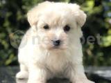 Minik Maltipoo Yavrumuz