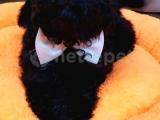 Irk ve sağlık garantili black toy poodle yavrumuz 