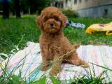 A KALİTE TOY POODLE YAVRULARIMİZ