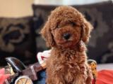 Muhtesem Guzellikte Toy Poodle Yavrularimiz