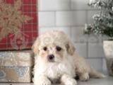 Maltipoo Mix Irk Yavrular 