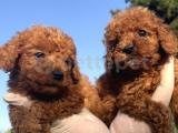 Muhteşem sağlık ve ırk garantili TOY POODLE YAVRULARIMIZ 